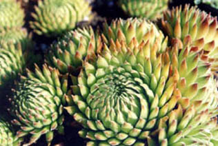 Sempervivum tompsonianum